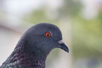 Bluish-grey pigeon in Chiang Mai,Thailand