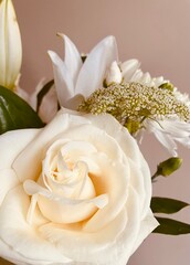 white rose on white background