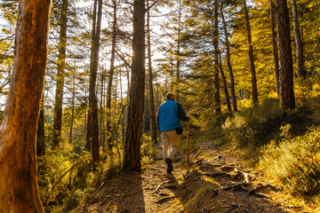Obraz premium A young man in a blue jacket on a trek through the woods one afternoon at sunset. Artikutza forest in Oiartzun, Gipuzkoa. Basque Country