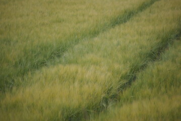 Gerstenfeld Spuren Ackerrinnen stehendes unreifes Getreide Gerste 416255977