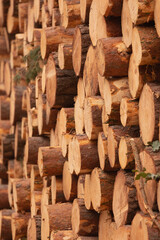 Stacked trunks of trees and pines, felled, cut, by the wood industry, in the forests that surround the slopes of Moncayo, the highest mountain in the Iberian System, in Aragon, Spain.