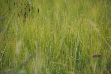 Gerstenfeld stehend Ackerbau im Frühjahr 416256550