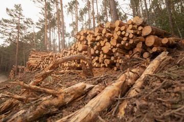 Stacked trunks of trees and pines, felled, cut, by the wood industry, in the forests that surround the slopes of Moncayo, the highest mountain in the Iberian System, in Aragon, Spain.