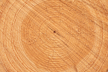 The rings and the texture of a tree trunk, felled by the timber industry, in the Moncayo forests, the highest mountain in the Iberian System, Moncayo Natural Park.