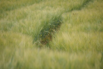 Gerstenfeld im Wind unreif Ackerrinne 416256796