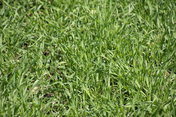 Gerstenfeld Ackerbau Sprossen Keime Aussaht 416256923