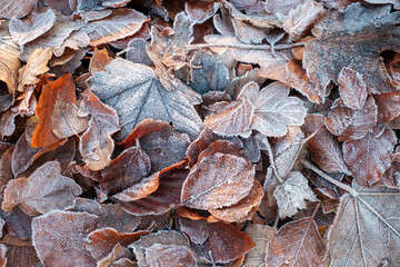 leaves background