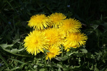 Löwenzahnblüten im Bouquet wachsend im Gras 7