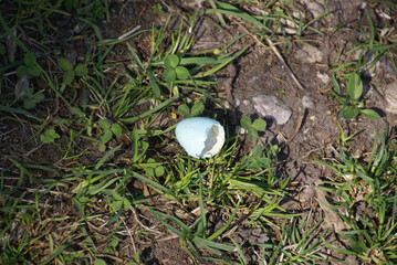 Blaue Eierschale von heimischen geschl&uuml;pfter Vogel 