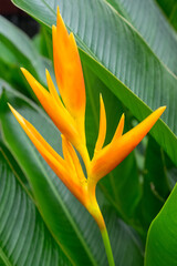 flower in the garden