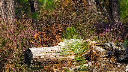 D'innombrables fleurs de bruyère sauvages recouvrent le sol de la forêt des Landes de Gascogne,...