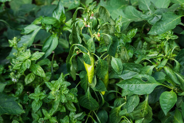 Organic plantation with growing sweet green peppers, ready to harvest, close-up