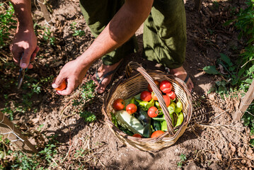 Man's hands harvesting fresh organic tomatoes in his garden