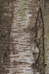 Bark of a Birch Tree with Stripes