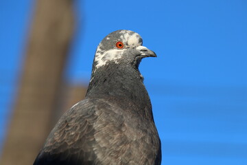 Dove against the blue sky and the tree 