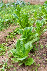  Lettuce plants on a vegetable garden