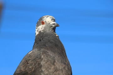 Dove against the blue sky 