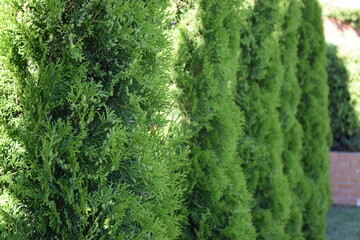 Moss on summer tree