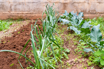Onion and broccoli plantation in a vegetable garden