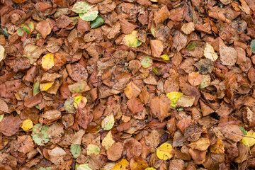 autumn leaves on the ground