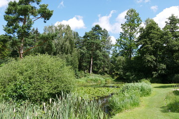Fototapeta na wymiar Teich mit Schilf im Botanischen Garten Rostock