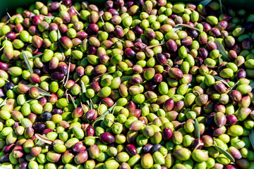 Basket full of olives during harvest, close up