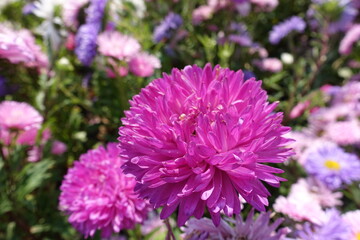 Obraz premium Vibrant pink and violet flowers of China asters in September