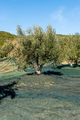 Fototapeta na wymiar Olives harvesting in a field in Greece