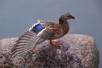 duck on the lake