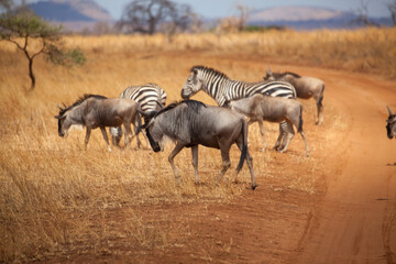 wildebeest and zebra in the serengeti
