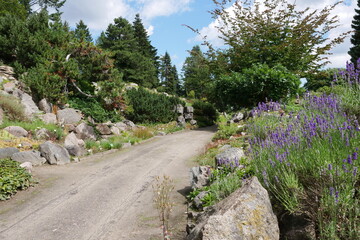 Salbei am Weg im Alpinum (Steingarten) im Botanischen Garten Rostock