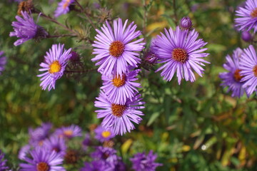 Obraz premium Flowers of purple New England aster in mid October