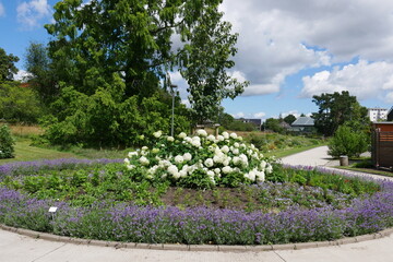 Obraz premium Blumenrondel mit weißen Rosen Botanischer Garten Rostock
