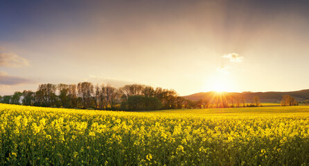 Obraz premium Sunset over canola field with path in Slovakia