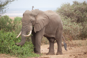 Obraz premium african elephant walking in serengeti
