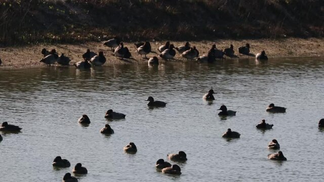 Groups of redhead ducks at a pond in coastal wetlands of southern Texas on a sunny winter day