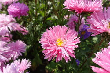 Multiple pink flowers of China asters in September