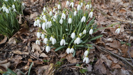 Schneeglöckchen, Frühlingsboten im Wald