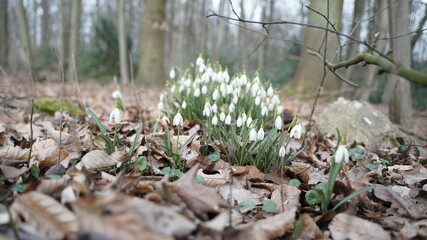Schneeglöckchen, Frühlingsboten im Wald