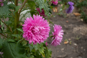 Pair of pink flowers of China asters in mid September]