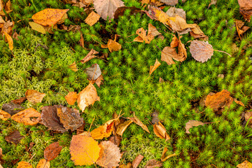Autumn carpet of green moss and yellow dried leaves