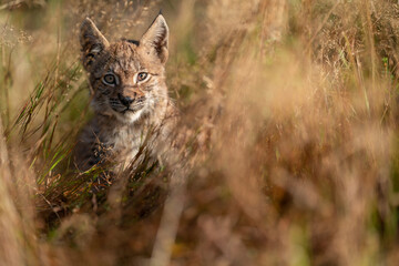 Lynx cub hidden in a tall grass