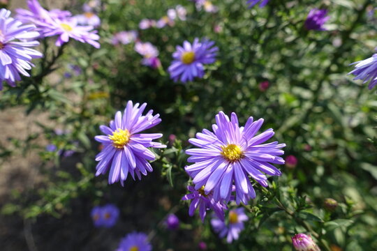 Bright violet flowers of Michaelmas daisies in September