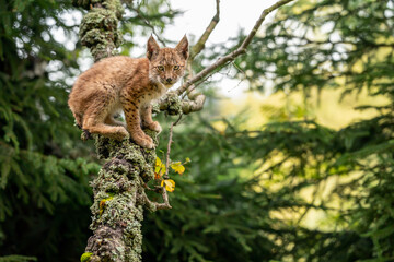 Lynx cub standing on lichen-covered tree branches looking ahead to the camera.
