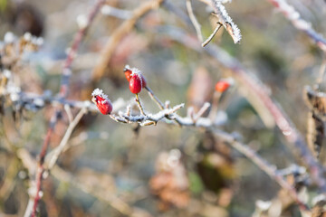 Frozen rosehip, fruit and leaves