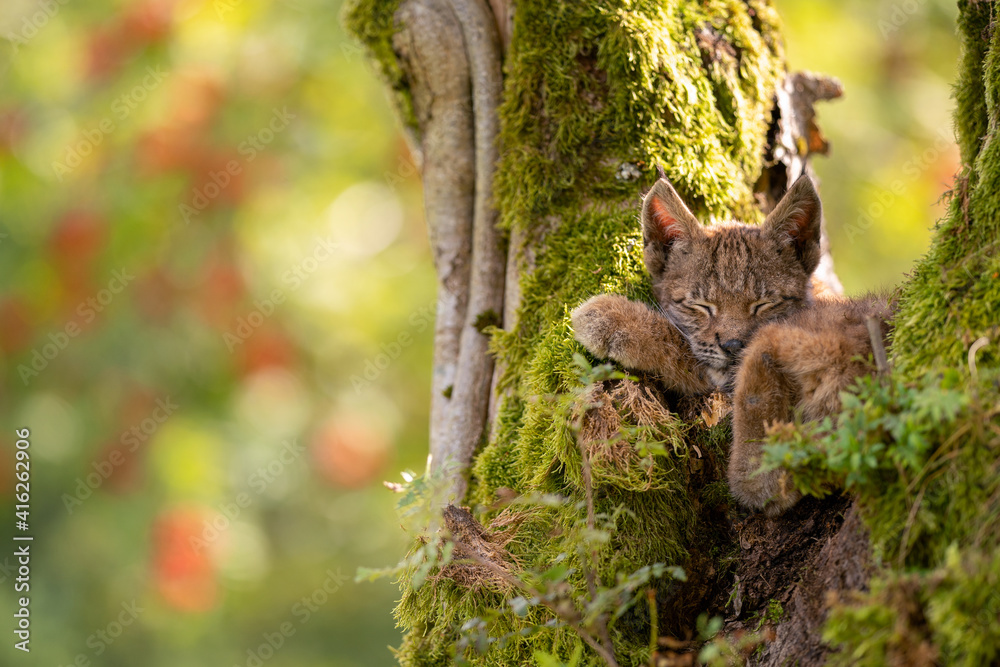 Wall mural sleeping cute small lynx cub in a mossy tree with red furits tree in the background