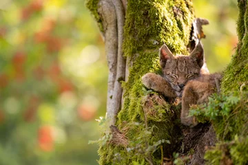 Foto op Plexiglas Sleeping cute small lynx cub in a mossy tree with red furits tree in the background © Stanislav Duben