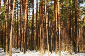 zimowe drzewa © Marcin Łazarczyk