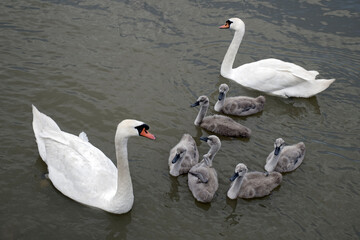 Mute swan (Cygnus olor) bird family with cute baby cygnets swimming together in green water lake Balaton, color photo. 