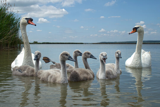 Mute swan (Cygnus olor) bird family with cute baby cygnets swimming together in lake Balaton, color photo No. 2.